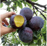 ŵ