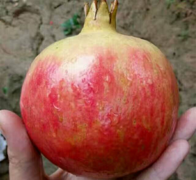 ʯ