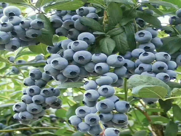 ݮ