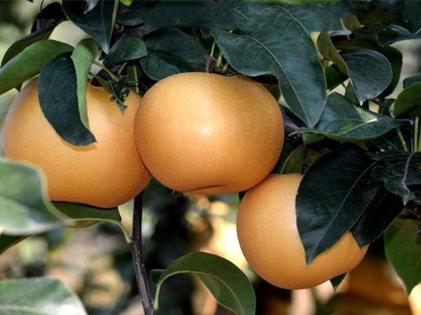 Բ