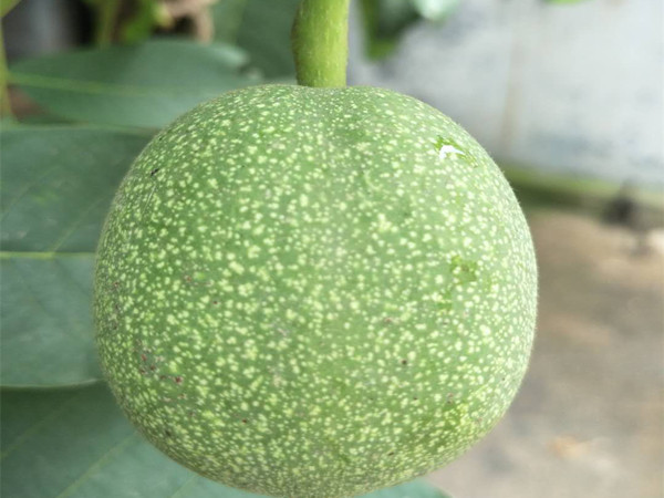 ʵ