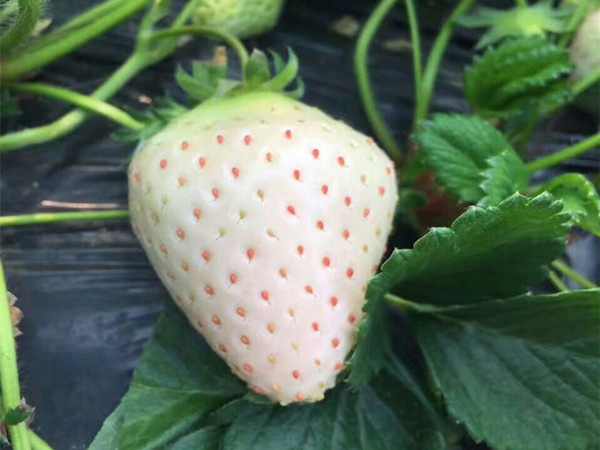 ݮ