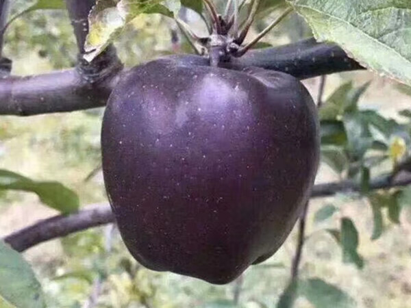 ƻ